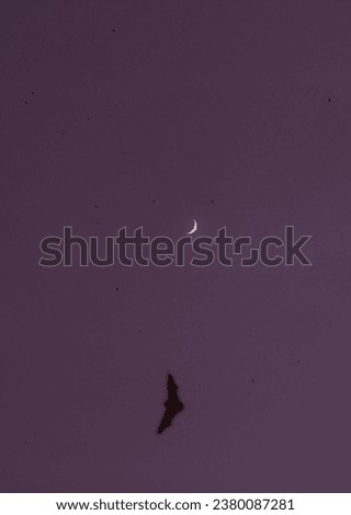 wild bats in the sky with full pink moon, halloween concept