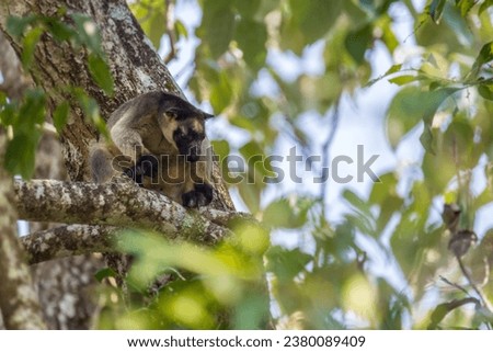 Close-Up of Lumholtz’s Tree Kangaroo Hiding in a Tree, Queensland, Australia.