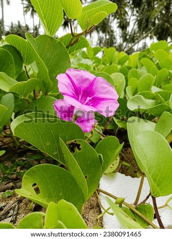 The purple flowering beach plant, Katang-katang (Ipomoea pes-caprae) is a type of climbing plant.
