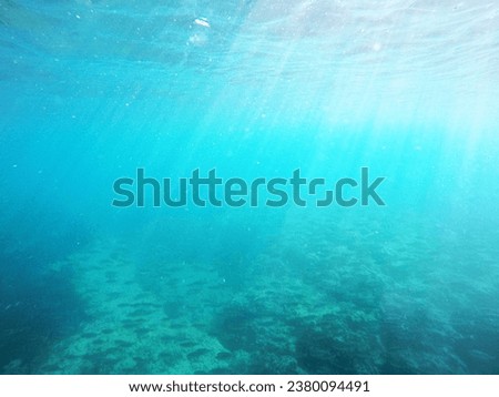 Sunshine and lots of fish in the sea current. An underwater picture from Mediterranean sea. (sea grass, neptune grass, seaweed, Posidonia oceanica)