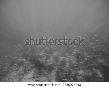 Sunshine and lots of fish in the sea current. An underwater picture from Mediterranean sea. (sea grass, neptune grass, seaweed, Posidonia oceanica) Black and white picture.