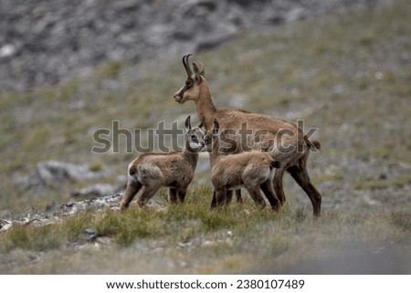 
Female chamois with two cubs among the rocks. Colle del Nivolet. Gran Paradiso National Park, Piedmont area Royalty-Free Stock Photo #2380107489