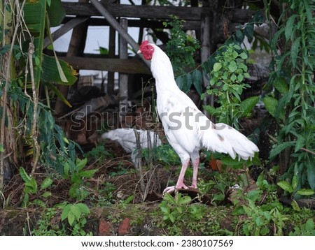 a white rooster was straightening his body