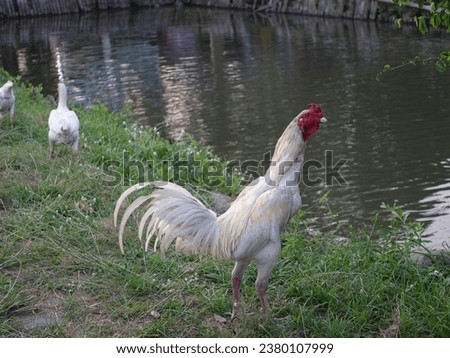 a white rooster was straightening his body