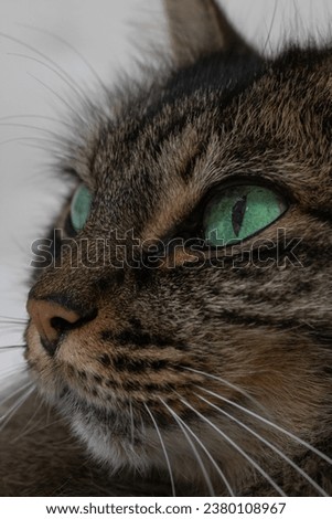 Face shot vertical photo, cat, female, long dark hair, with green eyes. In a white bed.