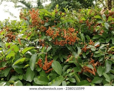 orange and red berries of pyracantha firethorn. High quality photo