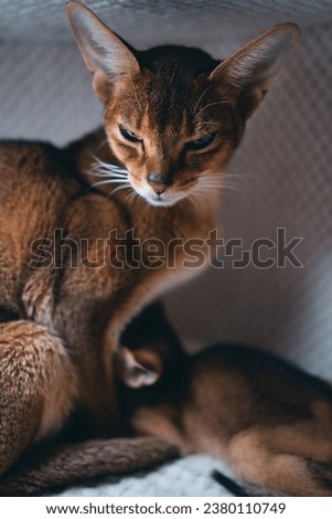 abyssinian mother cat nursing cute kitten in soft pet house