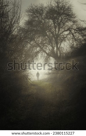 man walking on misty path with old trees