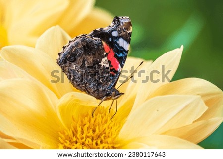 Indian red admiral butterfly collects nectar on a yellow flower closeup. Vanessa vulcania