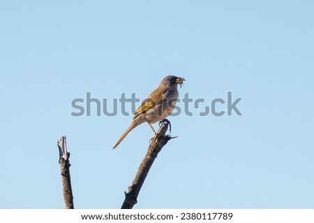 bird on a branch with a worm in the beak against the blue sky
