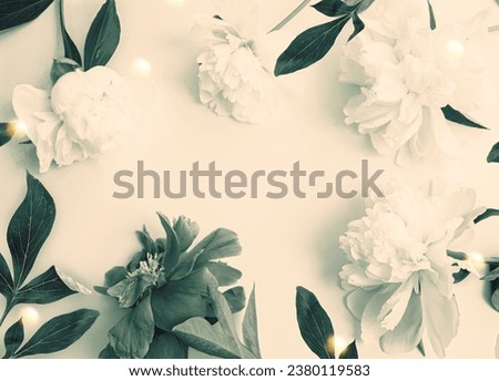 Colorful bright flower peony. Natural background. nature