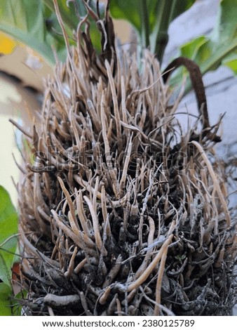 This picture is the root of the wave of love plant (Anthurium plowwmanii). The age of these roots can reach tens of years.