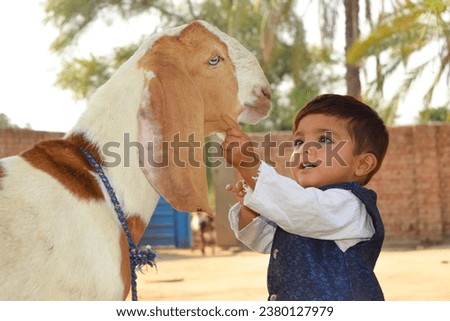 Capture of a Pakistani 2 years old baby playing with goat. Pakistani Asian baby boy. Asian kids playing with animal. Asian kids photography. Pakistani Model boy. With selective focus on subject.