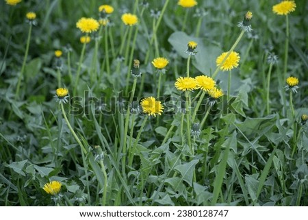 Yellow flowers of dandelions in green backgrounds. Spring and summer background. High quality photo