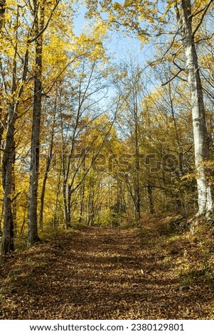 Autumn yellow leaves fall to the ground in an autumn background on a forest road