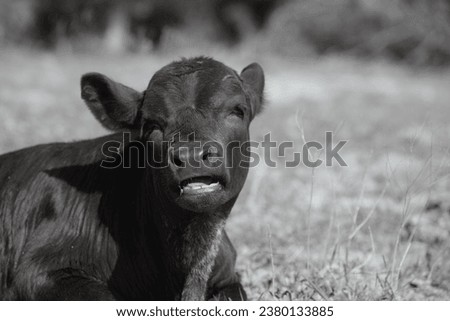 Funny calf face closeup on farm while chewing, copy space on background. Royalty-Free Stock Photo #2380133885