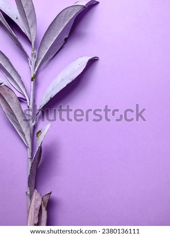 The ruscus plant painted in purple lies on a purple background. Minimalist background with plant for different designs.