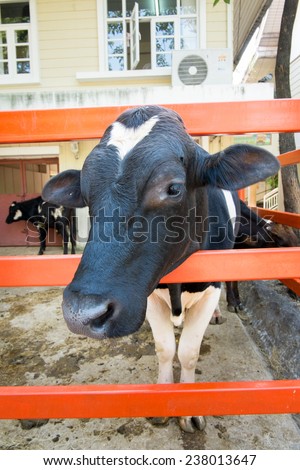 picture close up portrait of a cow