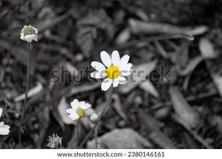 Colorful daisy in front of black and white blurred background. The metaphorical meaning of hope that emerges in difficult situations.  Daisy flower idea concept. Wallpaper. No people, nobody.