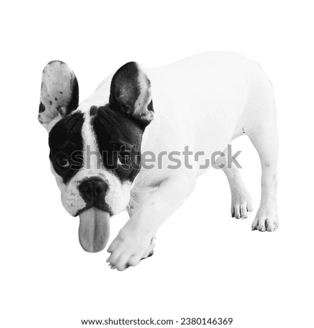 Happy puppy dog smiling on an isolated transparent background. Showing tongue