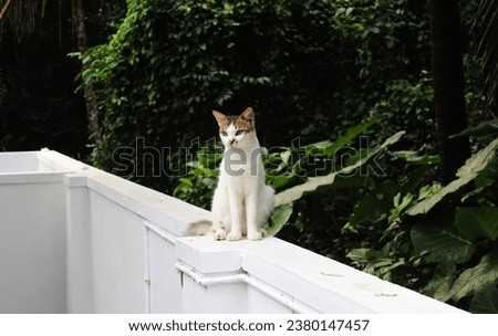 White cat sit on a wall  stock photo