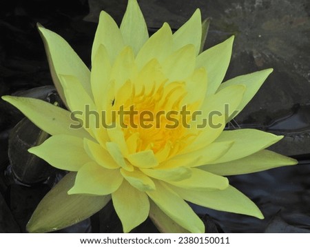 Beautiful pictures of lotus flowers
