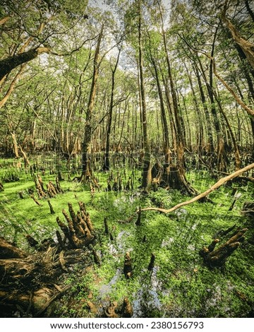 Cypress swamp surrounds the headspring at Manatee Springs State Park, Florida
