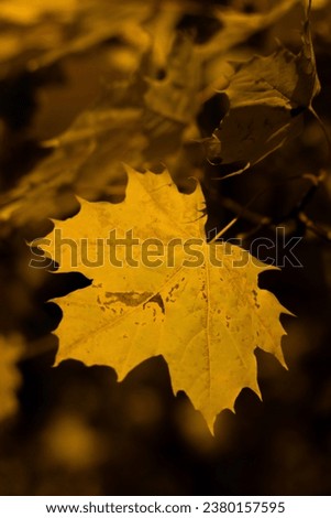 A maple leaf basking in October evening sun.
