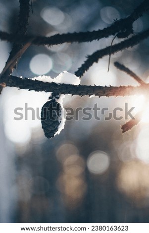 A pine cone on a branch and snow on it. the winter sun. light leakage.