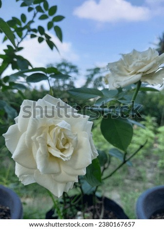 beautiful white rose on my garden.