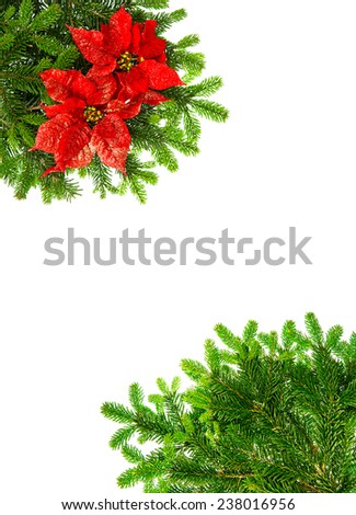 christmas tree branches with red poinsettia flower over white background