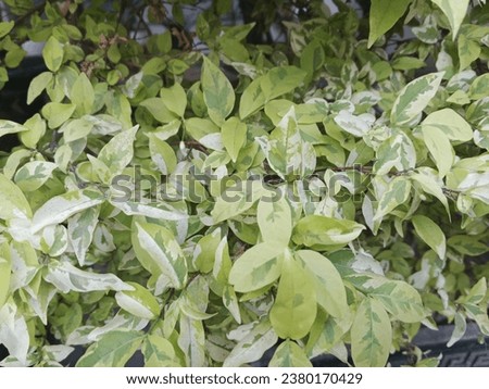 White and green ornamental bush plants in flower pots