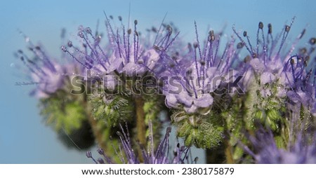 Phalisea, wallpaper, violet flowers with blue background, dew drops on pedals, Nature photograph