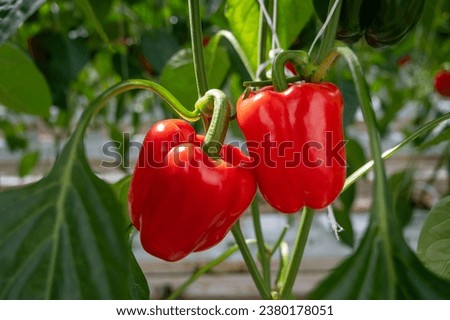 Big ripe sweet bell peppers vegetables, paprika plants growing in glass greenhouse, bio farming in the Netherlands Royalty-Free Stock Photo #2380178051