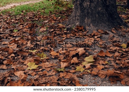 Fallen Leaves in beautiful autumn in the park 