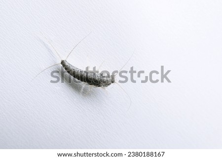 A pest in many homes is the Long-tailed silverfish which is an insect active at night