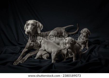 Dog with puppies on black background. Mother and babies. Weimaraner family High quality horizontal photo