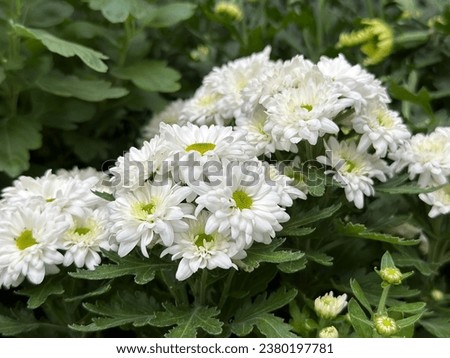 Chrysanthemum flowers close up. Colorful Chrysanthemums. Floral background of autumn chrysanthemums. Tropical Floral. Indonesian Flower