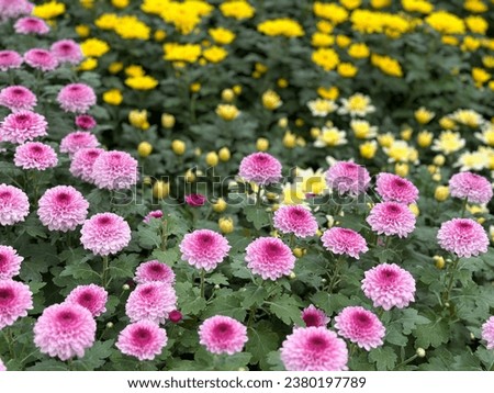 Chrysanthemum flowers close up. Colorful Chrysanthemums. Floral background of autumn chrysanthemums. Tropical Floral. Indonesian Flower