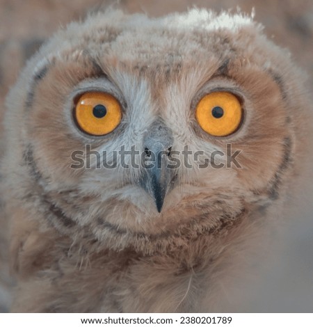 Portrait picture for pharaoh eagle owl Chuck in Kuwait desert