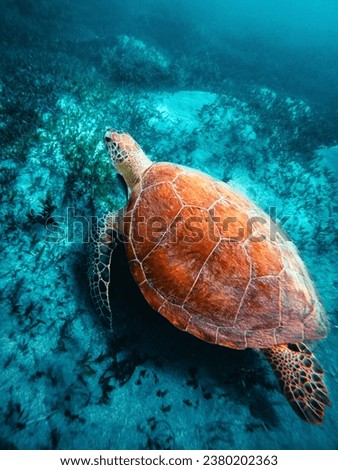 Beautiful sea turtle body portrait swimming in the ocean from the escambron beach in san juan puerto rico 