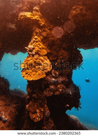 Underwater reef cave background from puerto rico escambron beach in san juan