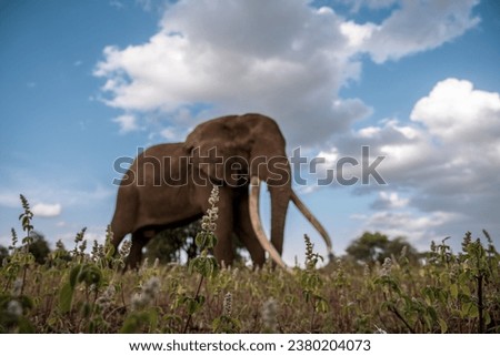 Picture in Amboseli kenya for grass and elephant in the background