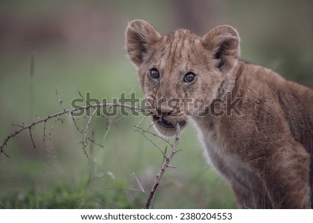 Picture in masai mara for naughty lion cub