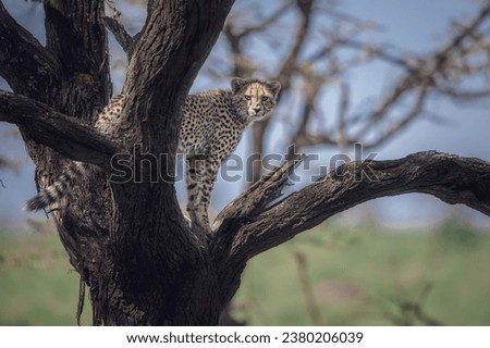 Picture in masai mara for cheetah cub on the tree
