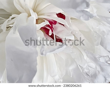 White peony. Fancy flower petals, close-up.