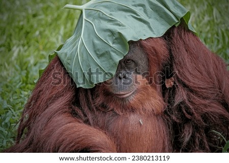 portrait sumatra orangutan with leaf on head Royalty-Free Stock Photo #2380213119