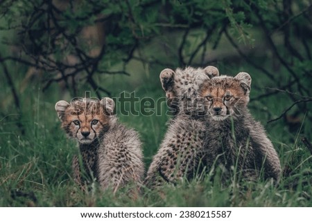 Picture in masai mara for cheetah cub