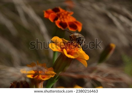 beautiful pictures of a bee sitting on a flower