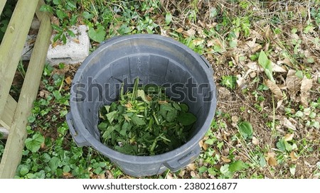 comfrey purine to fertilize the vegetable garden and plants. homemade fertilizer with medicinal plants for the vegetable garden. Royalty-Free Stock Photo #2380216877